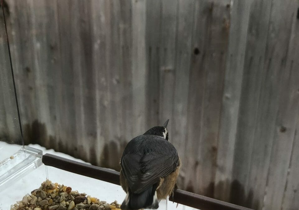 Birds, books and flies