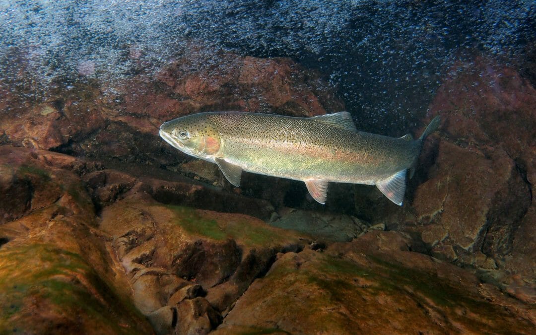 New TU film on Elwha River wild steelhead recovery premieres April 17