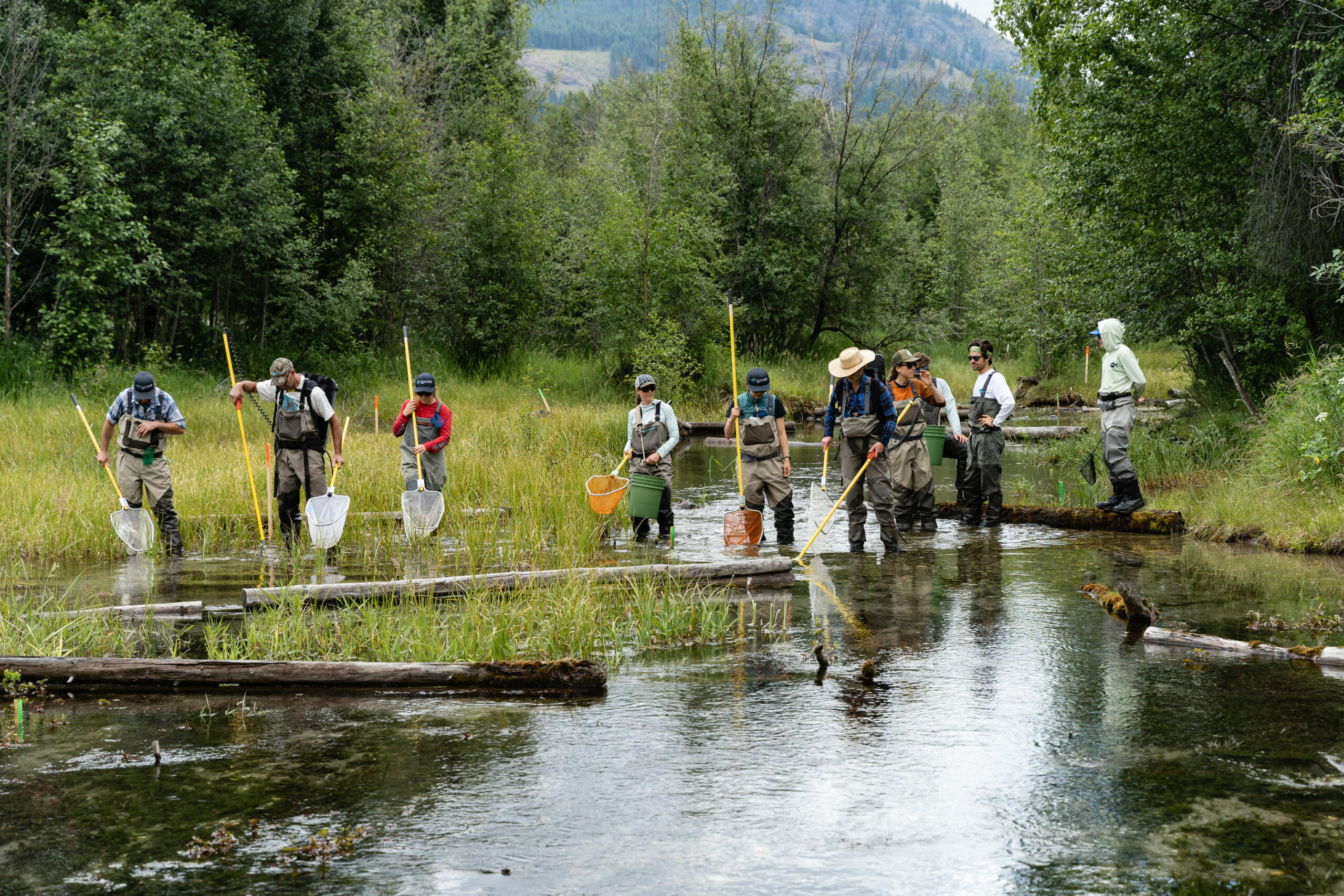 Scientific fish salvage on river