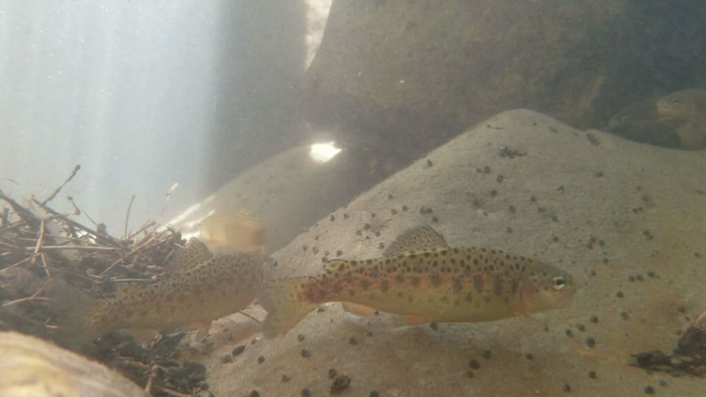 Gila Trout Recovery On Mt. Graham - Trout Unlimited