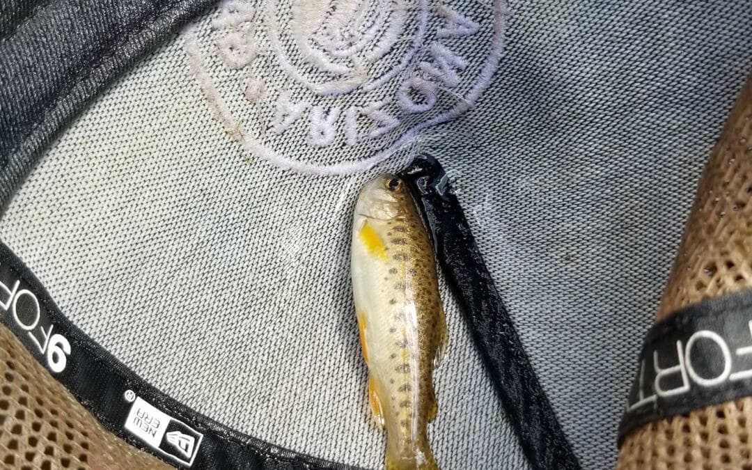 Gila trout recovery on Mt. Graham