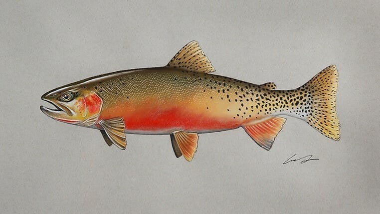 A close up of a fish
Description automatically generated