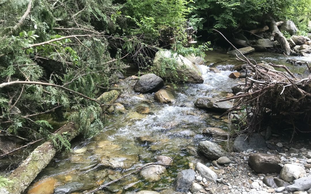 NRCS awards $1.8 million to TU for projects in New England