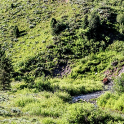 An angler walking to a trout stream.
