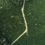 Road in the Tongass