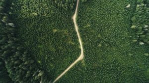 Road in the Tongass