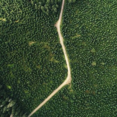 Road in the Tongass