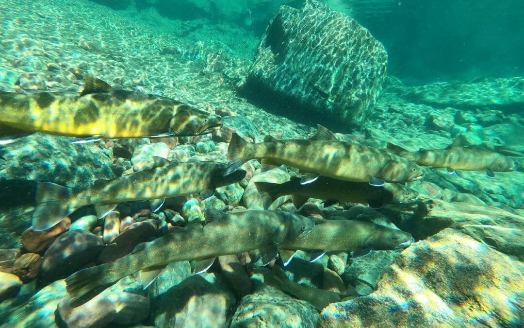 Why do we care about native trout?