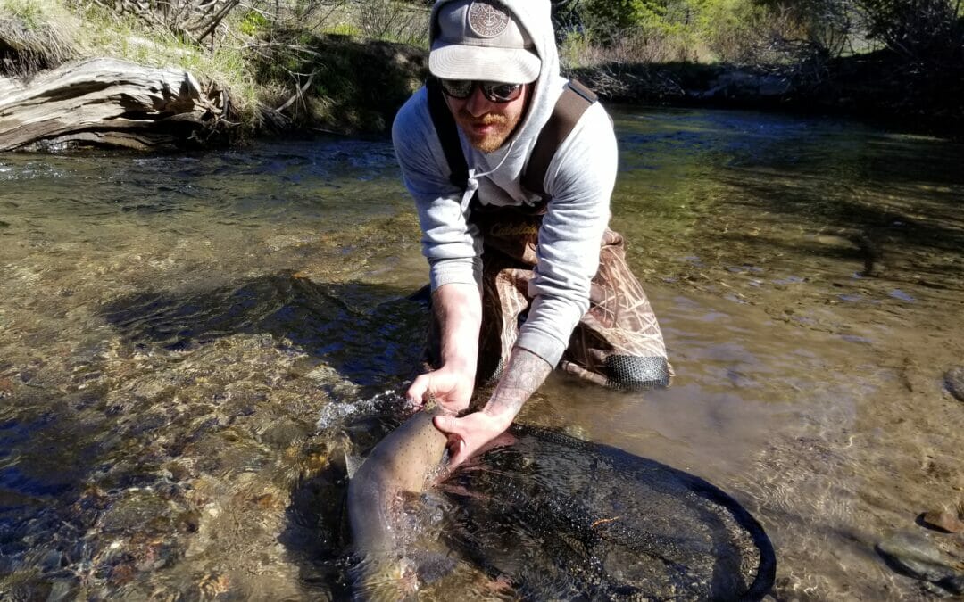 Hard work on Lahontan cutthroat trout threatened by hybridization