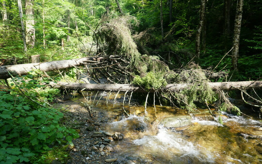 Our ‘green lands’