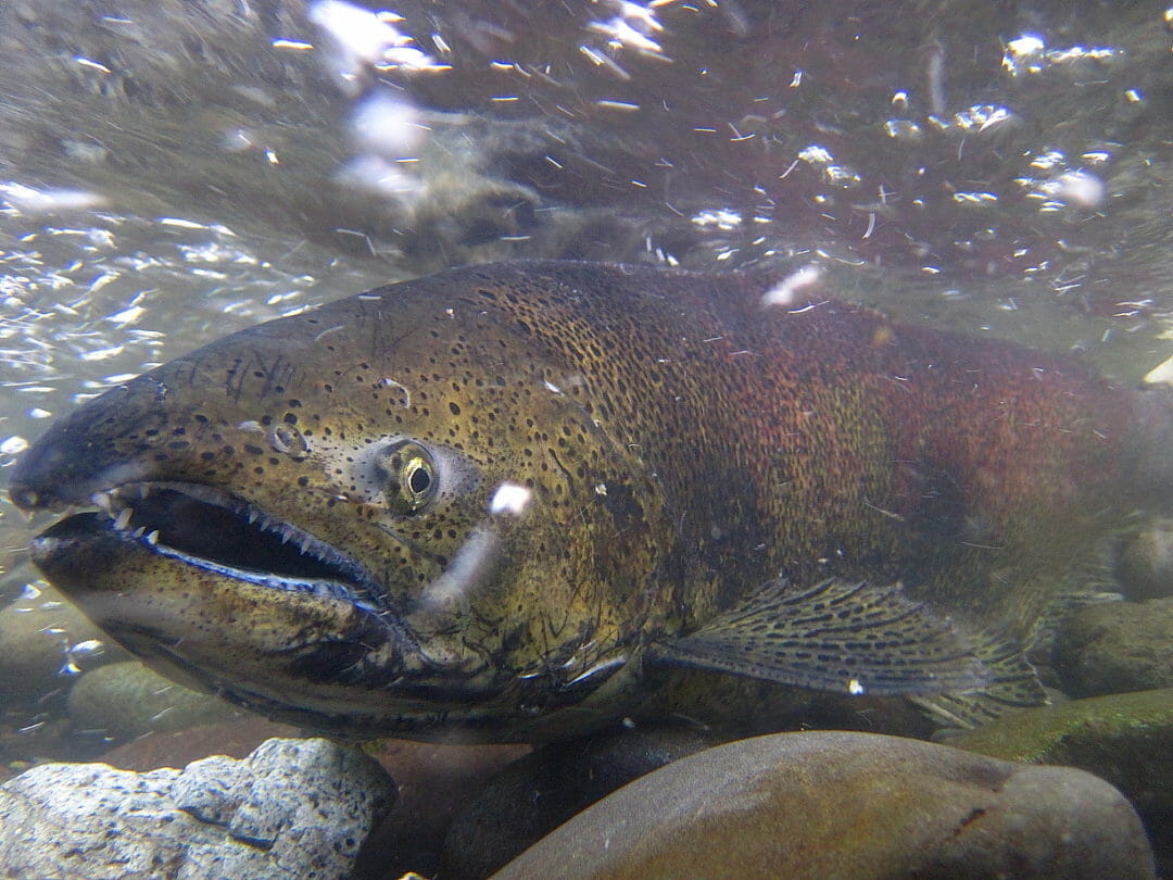 What Does Salmon And Steelhead “recovery” Mean And Who Decides? Trout