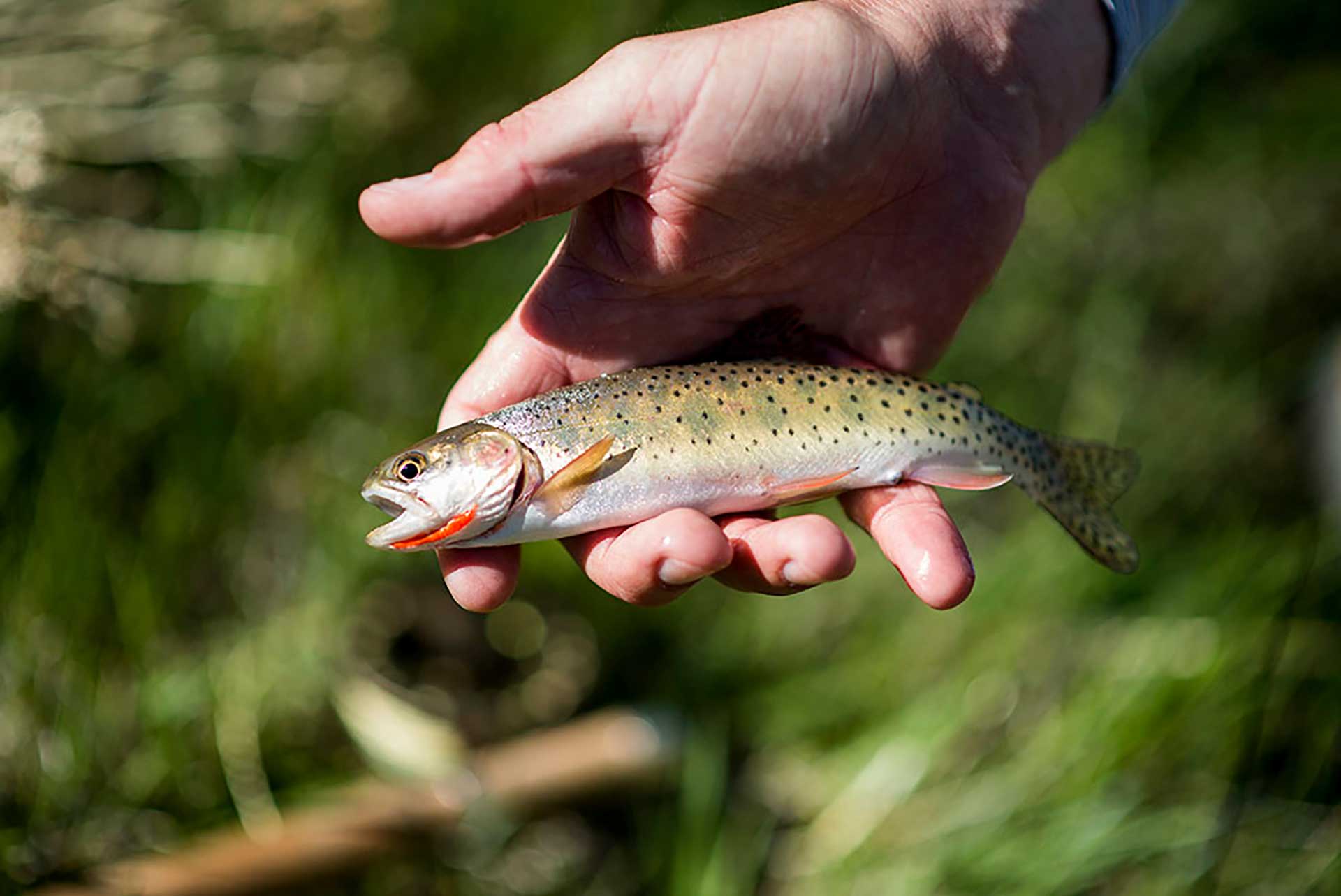 Wyoming Governor Visits Little Mountain's Cutthroat Paradise Trout