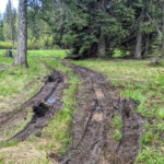 A muddy road in a forest.