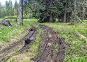 A muddy road in a forest.