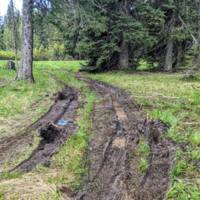 A muddy road in a forest.
