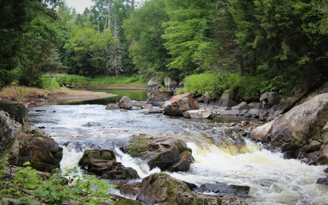 TU members in NY urged to comment on draft trout plan