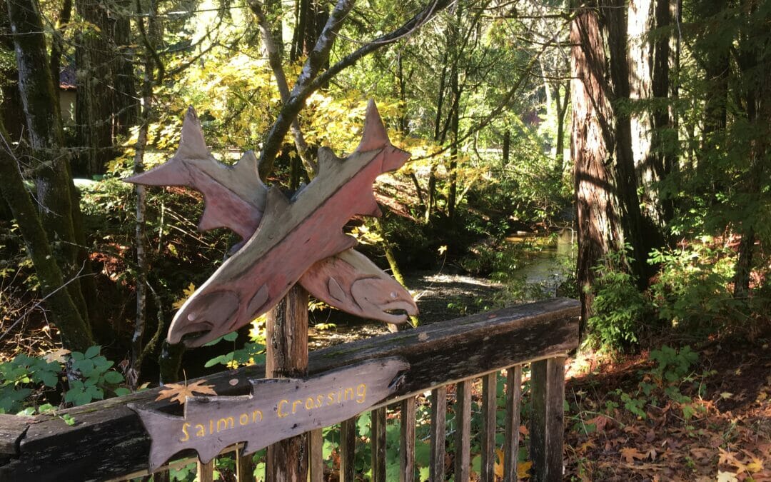 Russian River coho and steelhead conservation update