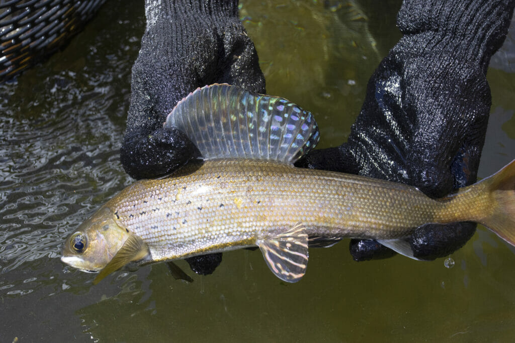 How Grayling Are Propagated Across The Centennial State Trout Unlimited