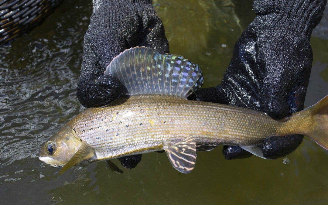 How grayling are propagated across the Centennial State