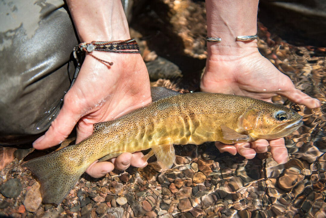 Calling All Arizona Anglers Speak Up Now To Catch Wild Gila Trout