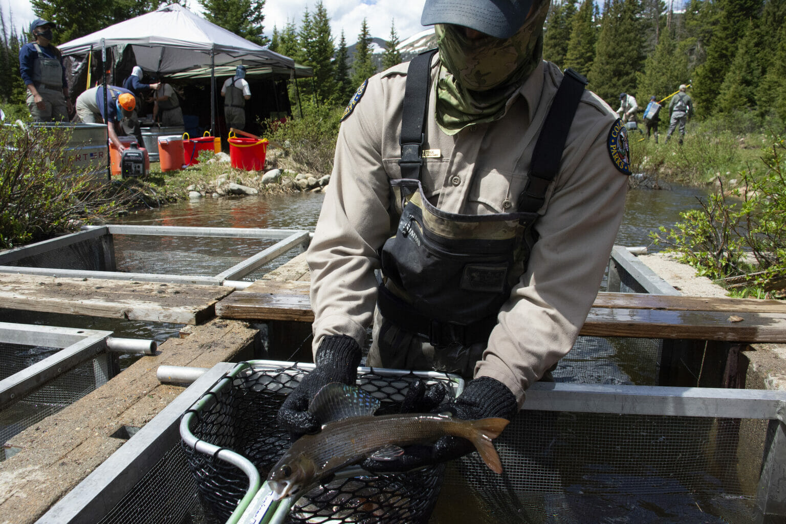 How Grayling Are Propagated Across The Centennial State Trout Unlimited
