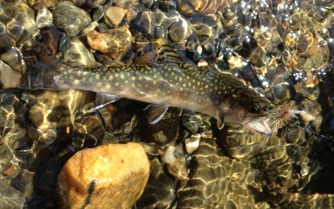 Massachusetts brook trout conservation area growing
