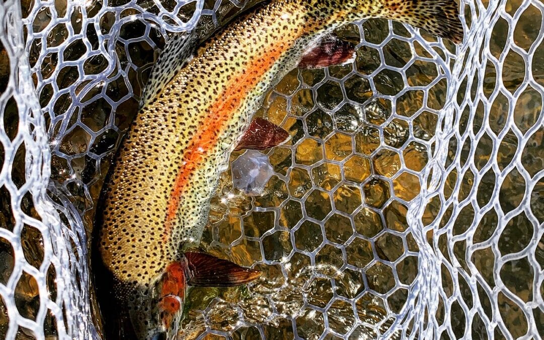 Purpose found in fly fishing