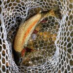 A rainbow trout in a net.