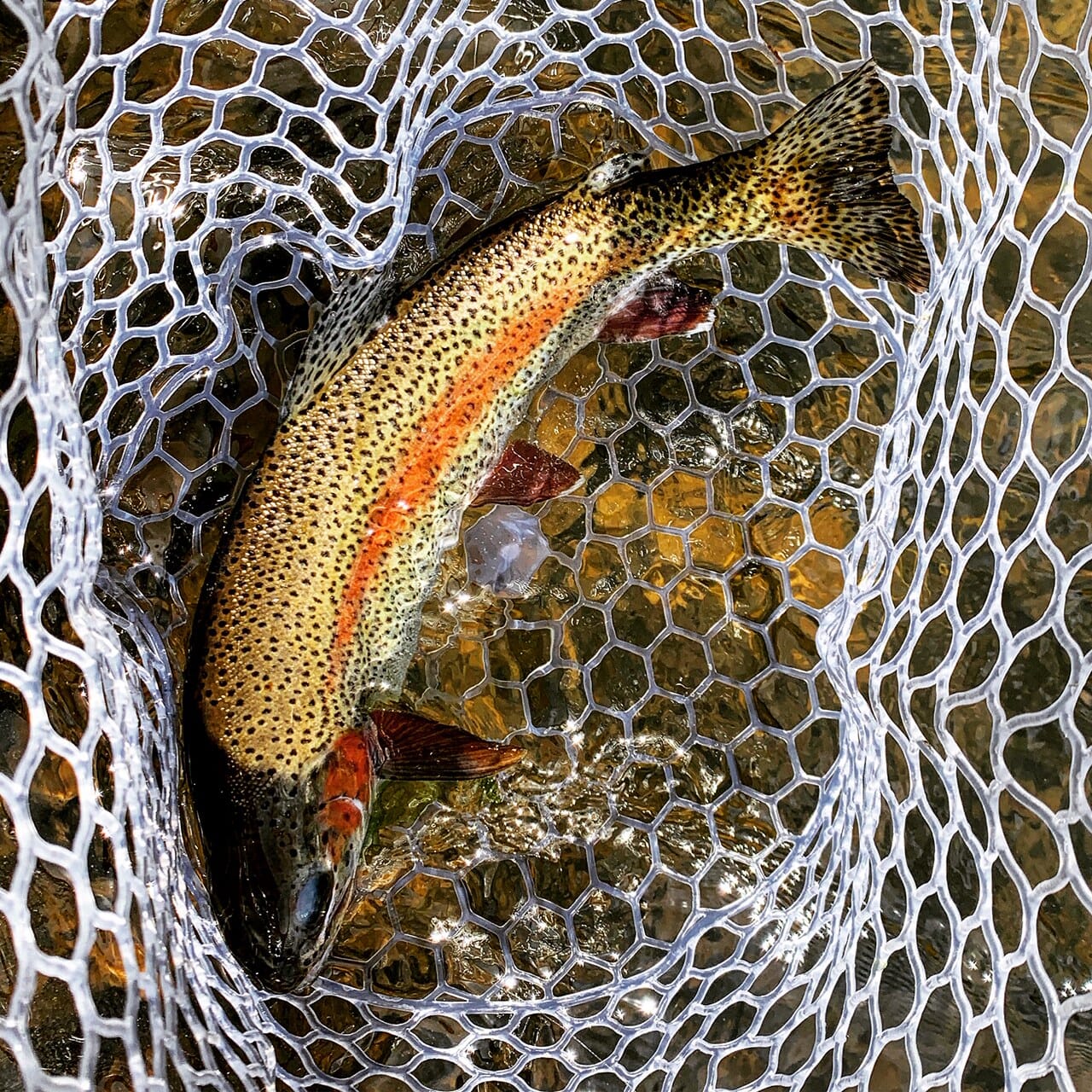 Purpose Found In Fly Fishing - Trout Unlimited