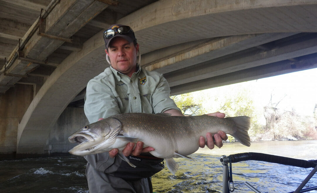 Idaho bull trout tagged in three different locations in one year