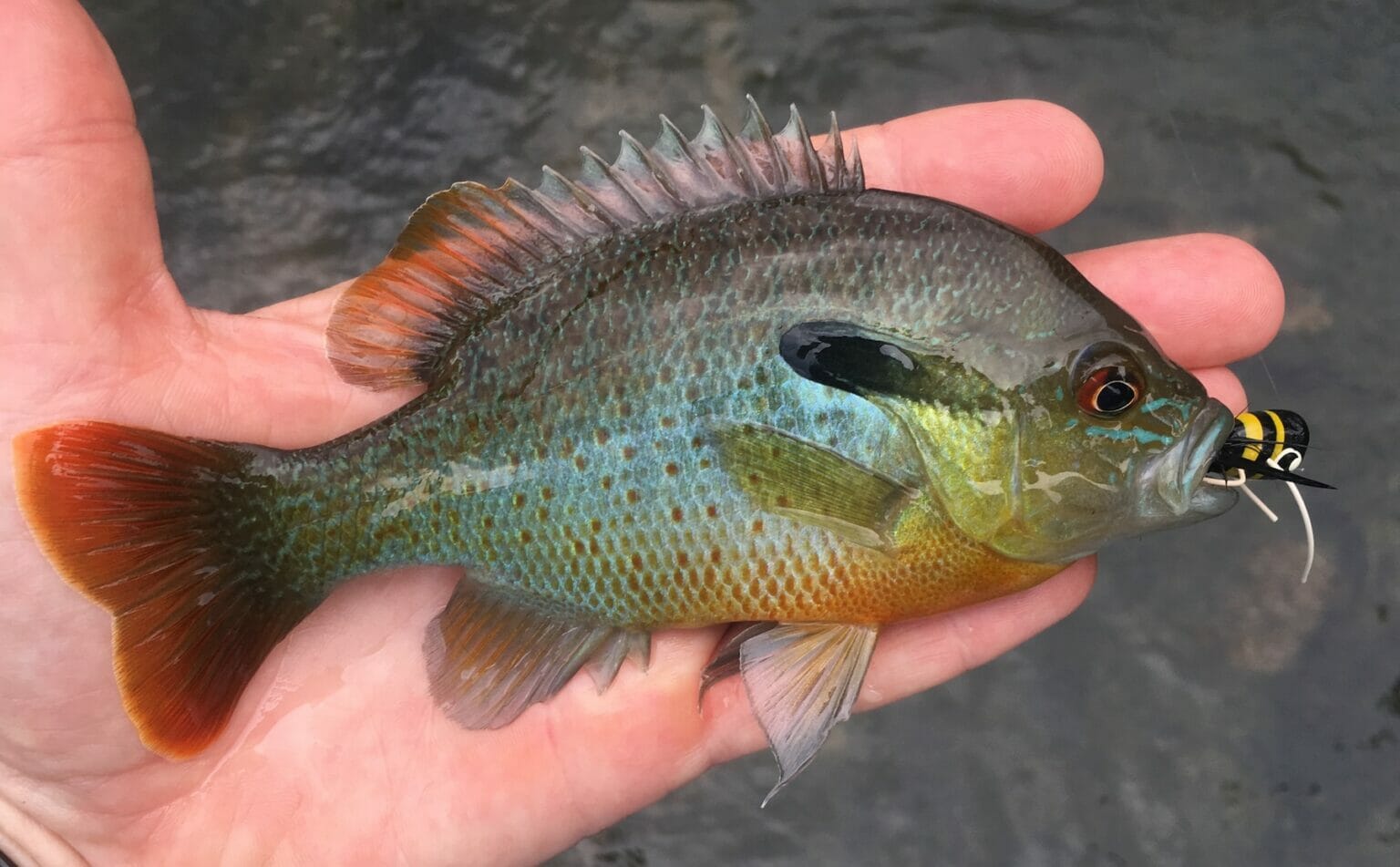Summer is for sun(fish) Trout Unlimited