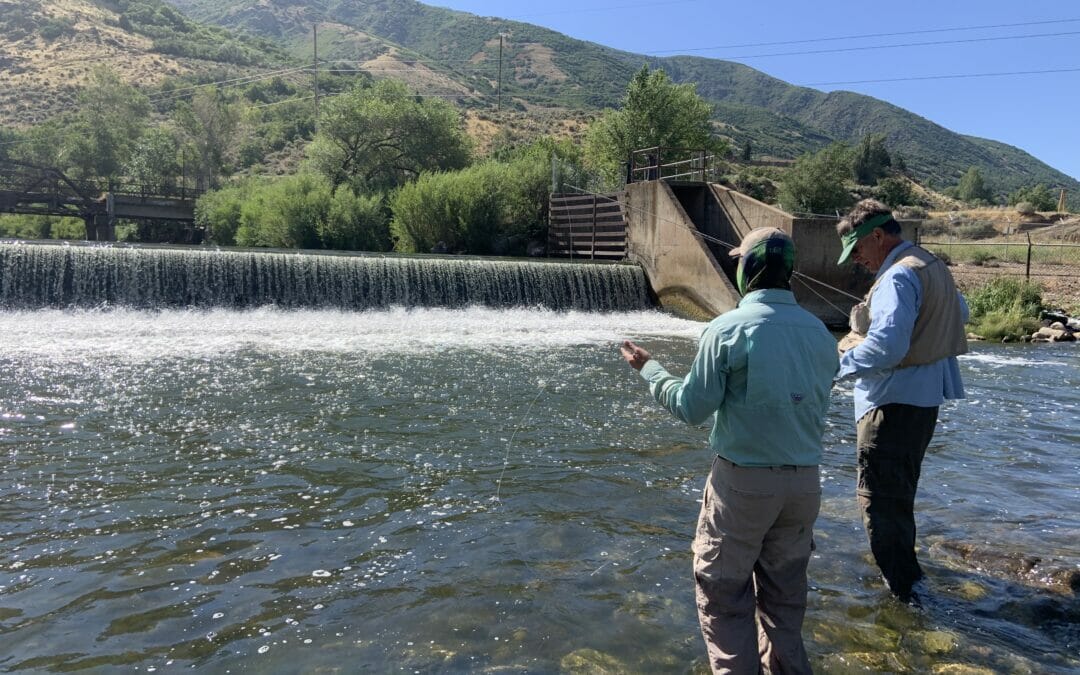 Barriers limit cutthroat trout migration