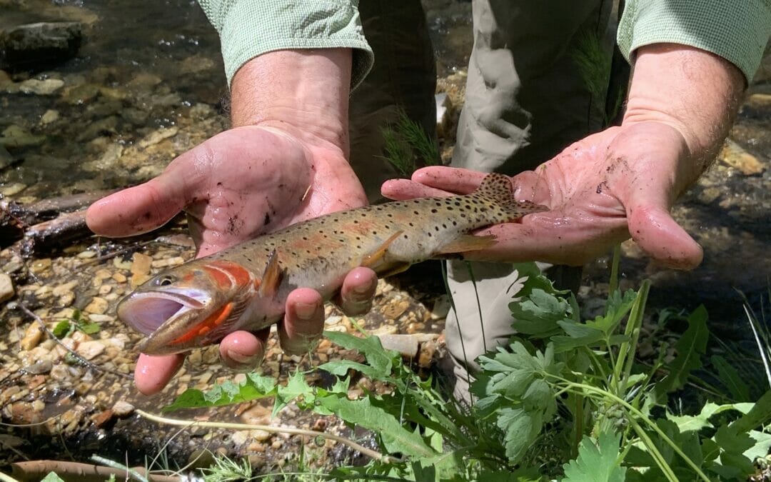 How to catch four cutthroat trout subspecies in one day