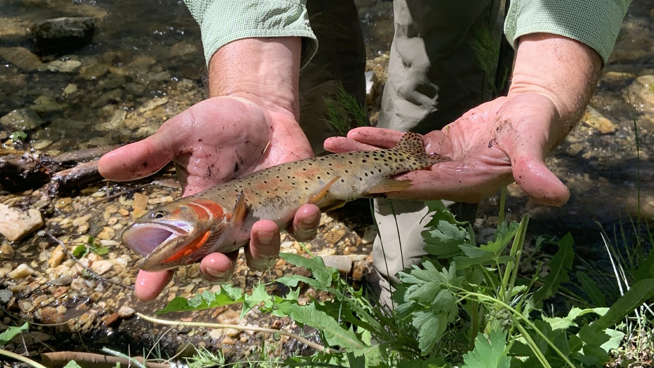How To Catch Four Cutthroat Trout Subspecies In One Day - Trout Unlimited