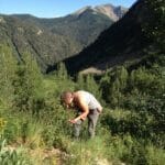 A woman picks berries in the Colorado high country.