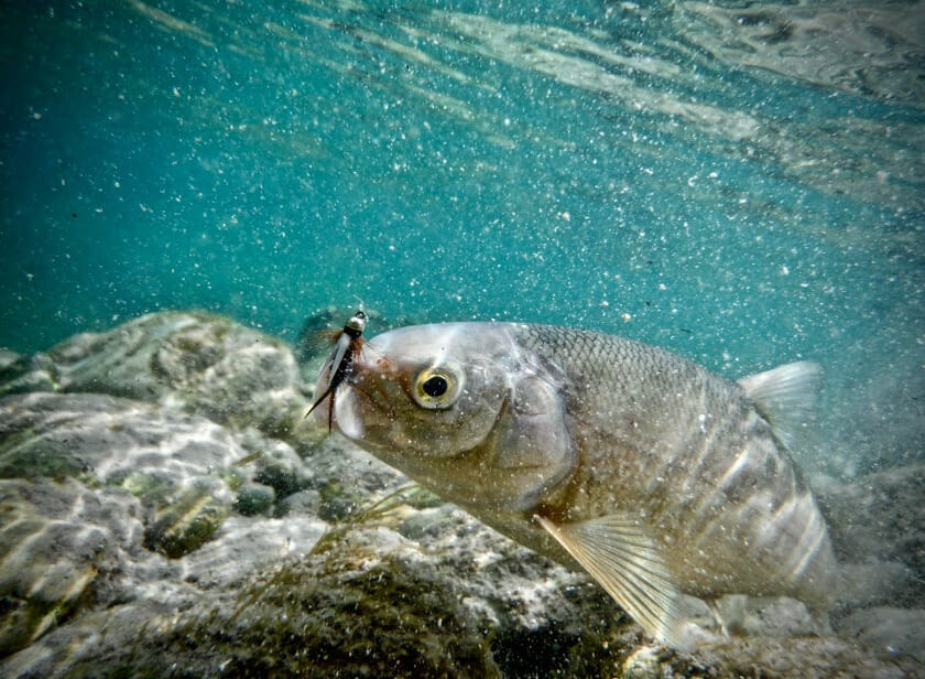 An underwater look at a mountain whitefish.