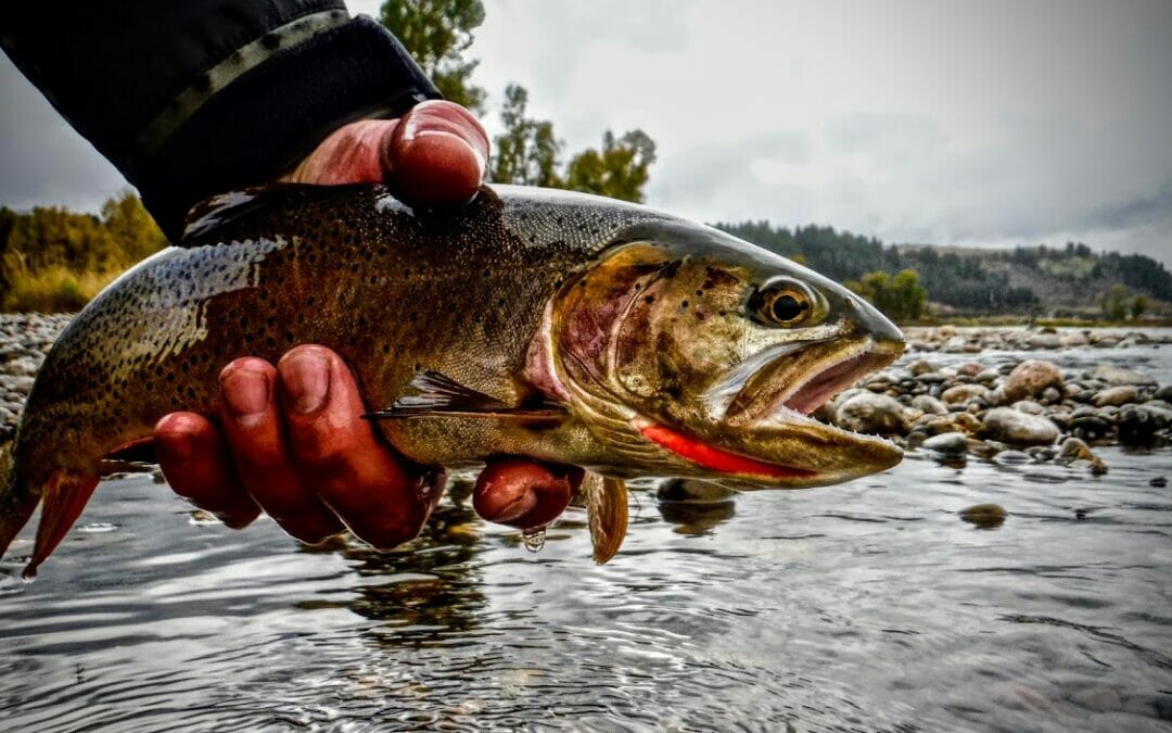 Do it for the fish that made a river famous