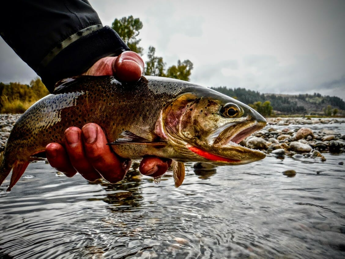 Yellowstone cutthroat trout.