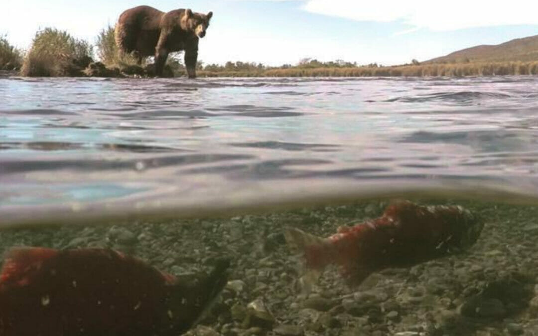 Pebble Mine can be stopped by President Trump
