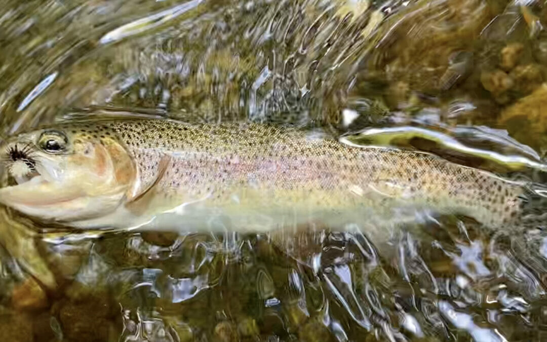 Terrestrial bugs offer great dry-fly fishing on small creeks