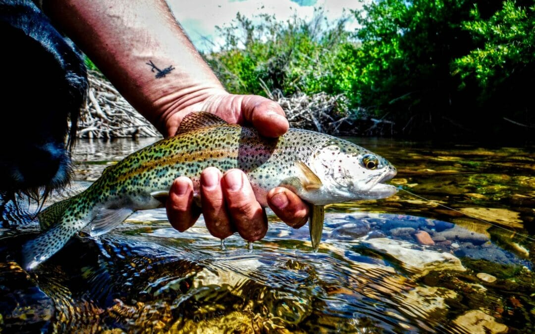 Desert rainbows