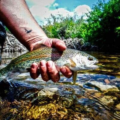 A rainbow trout from Idaho's Little Lost River.