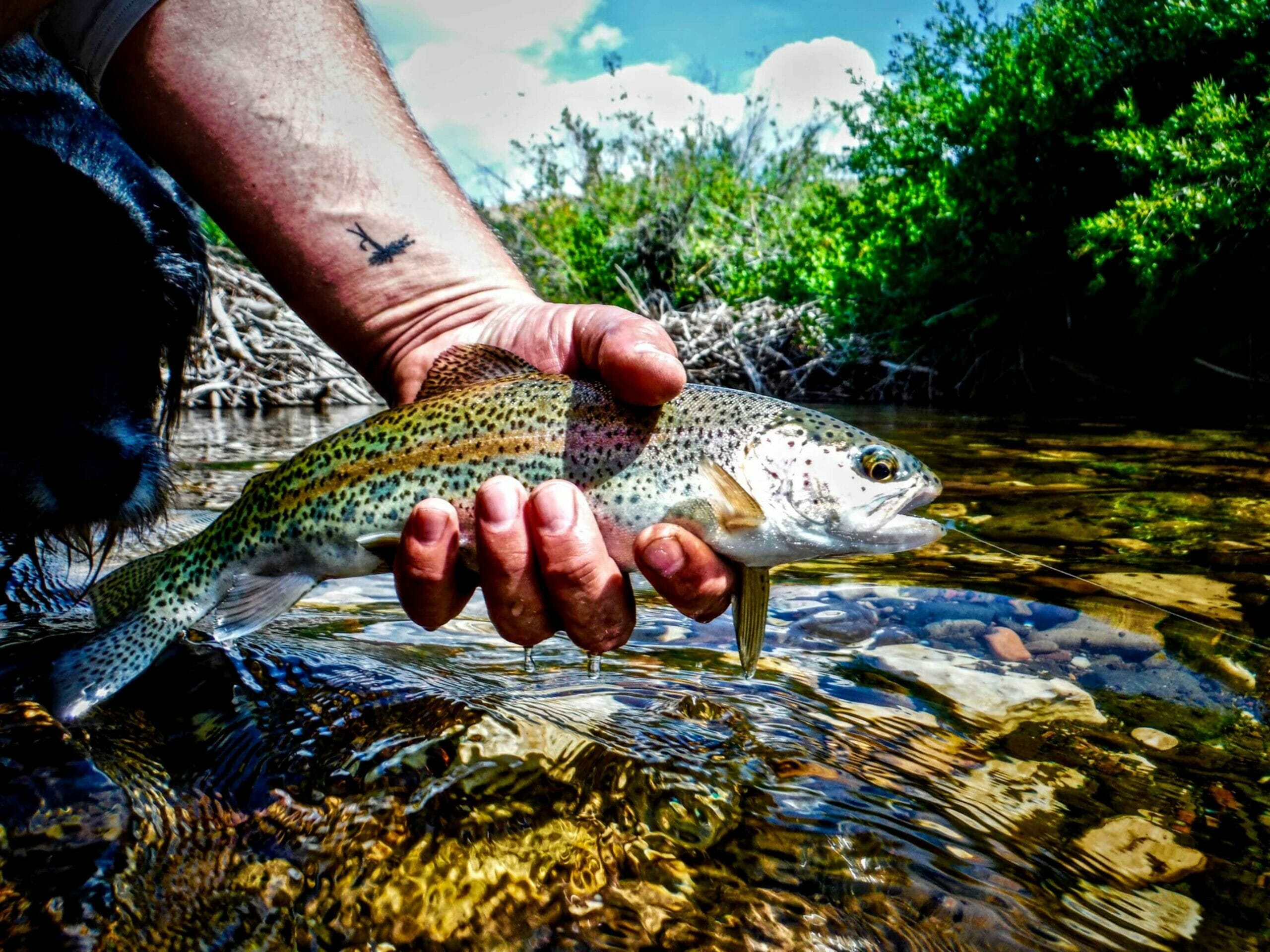 A rainbow trout from Idaho's Little Lost River.