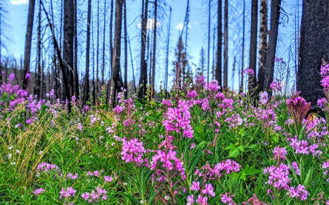 Where hope lives: lessons from a limber pine