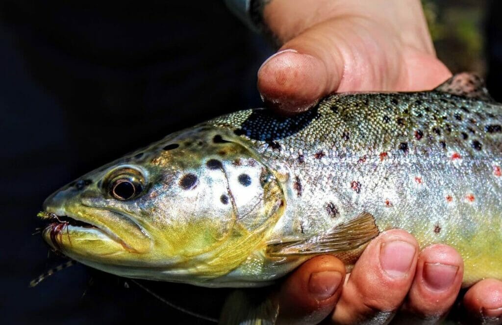 Native And Wild - Trout Unlimited