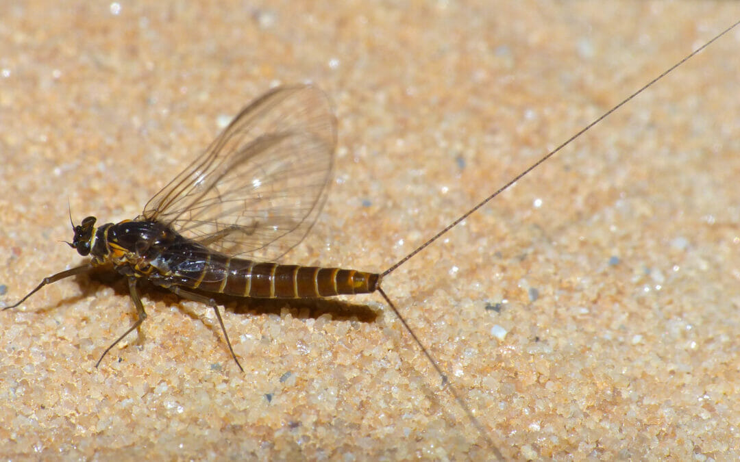 Tying small dry flies using UV resins