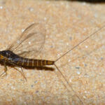 A baetis mayfly.