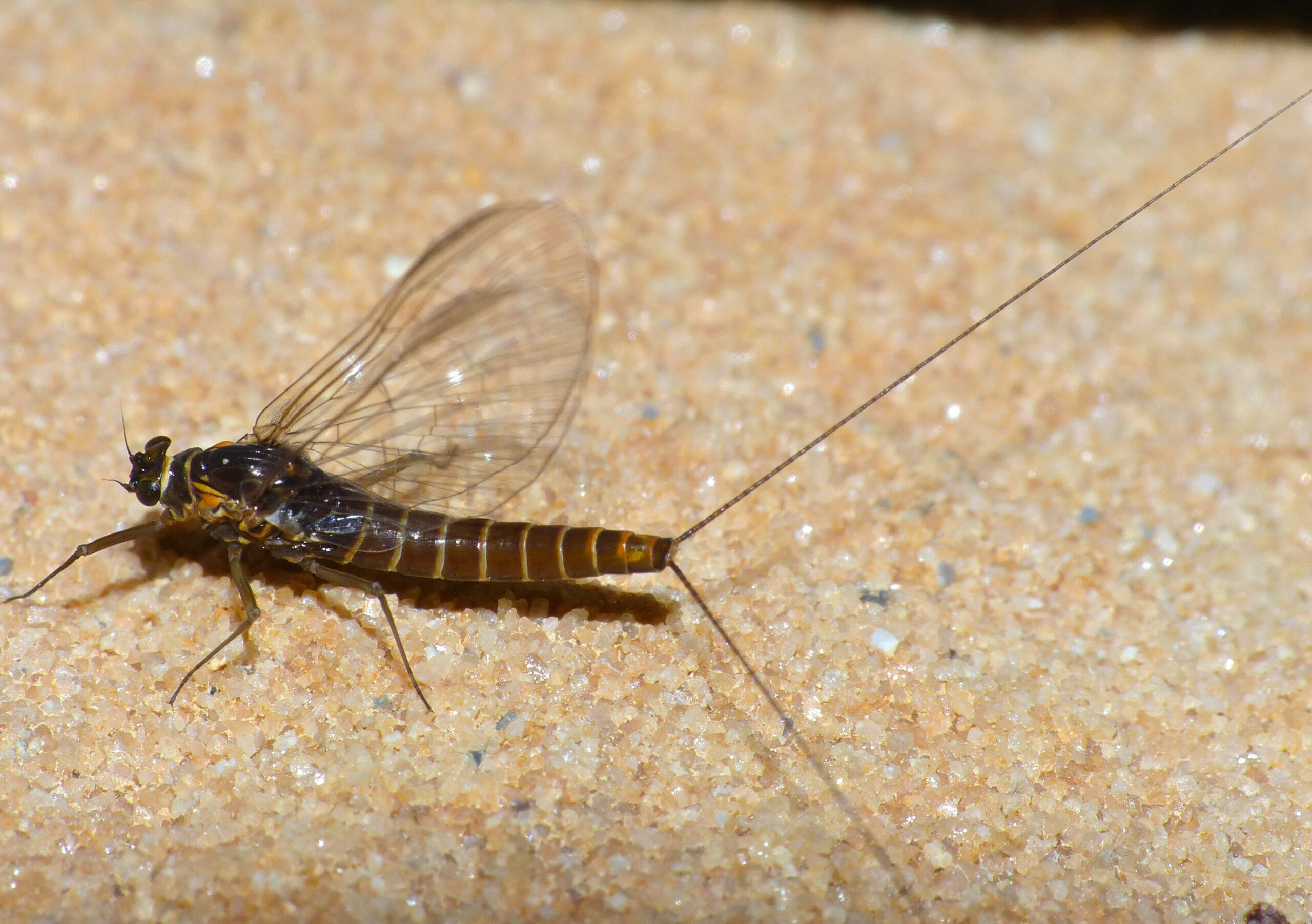 A baetis mayfly.