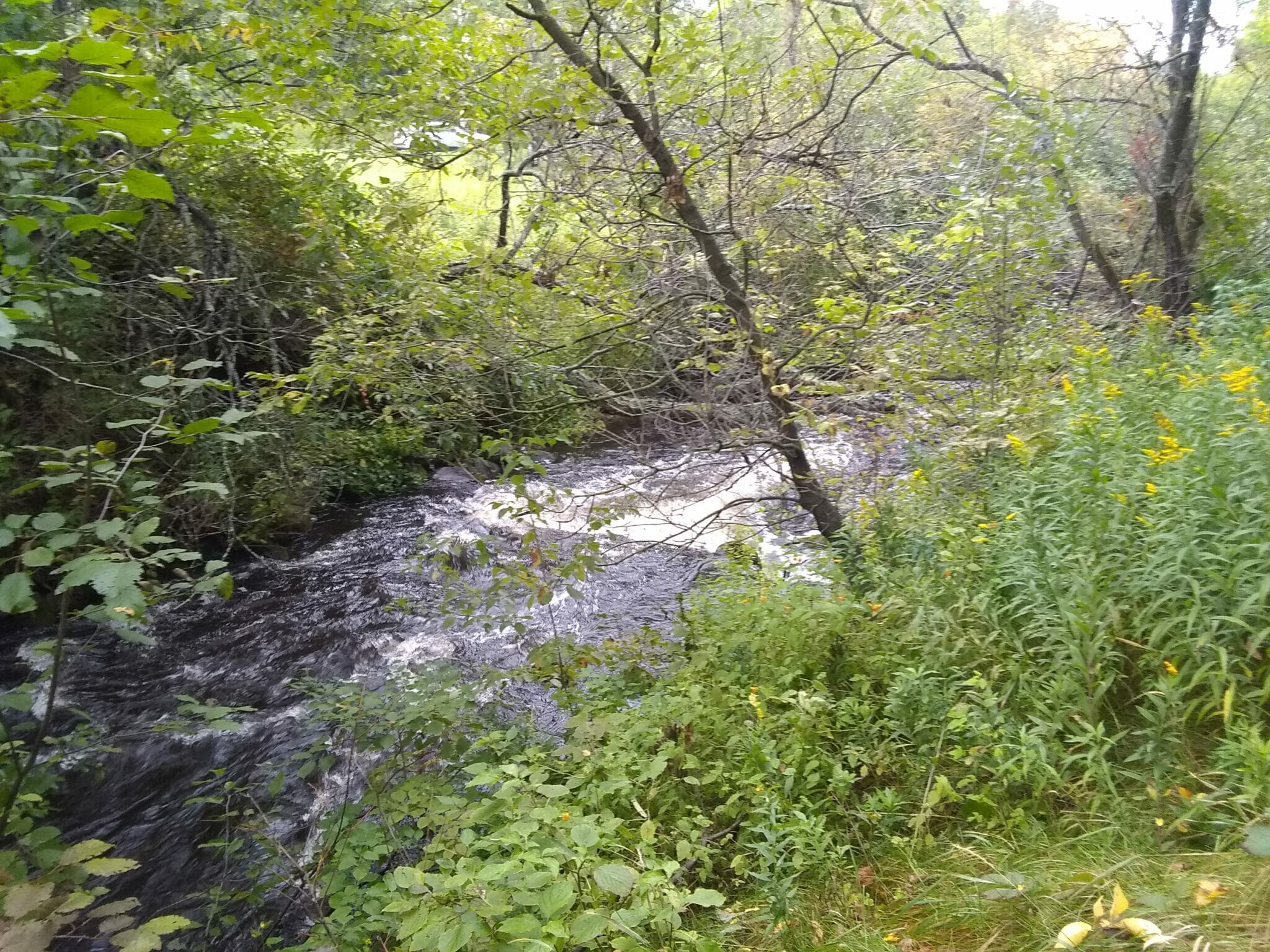 TU And Partners Remove Logging Dam On Wisconsin Trout Stream Trout Unlimited