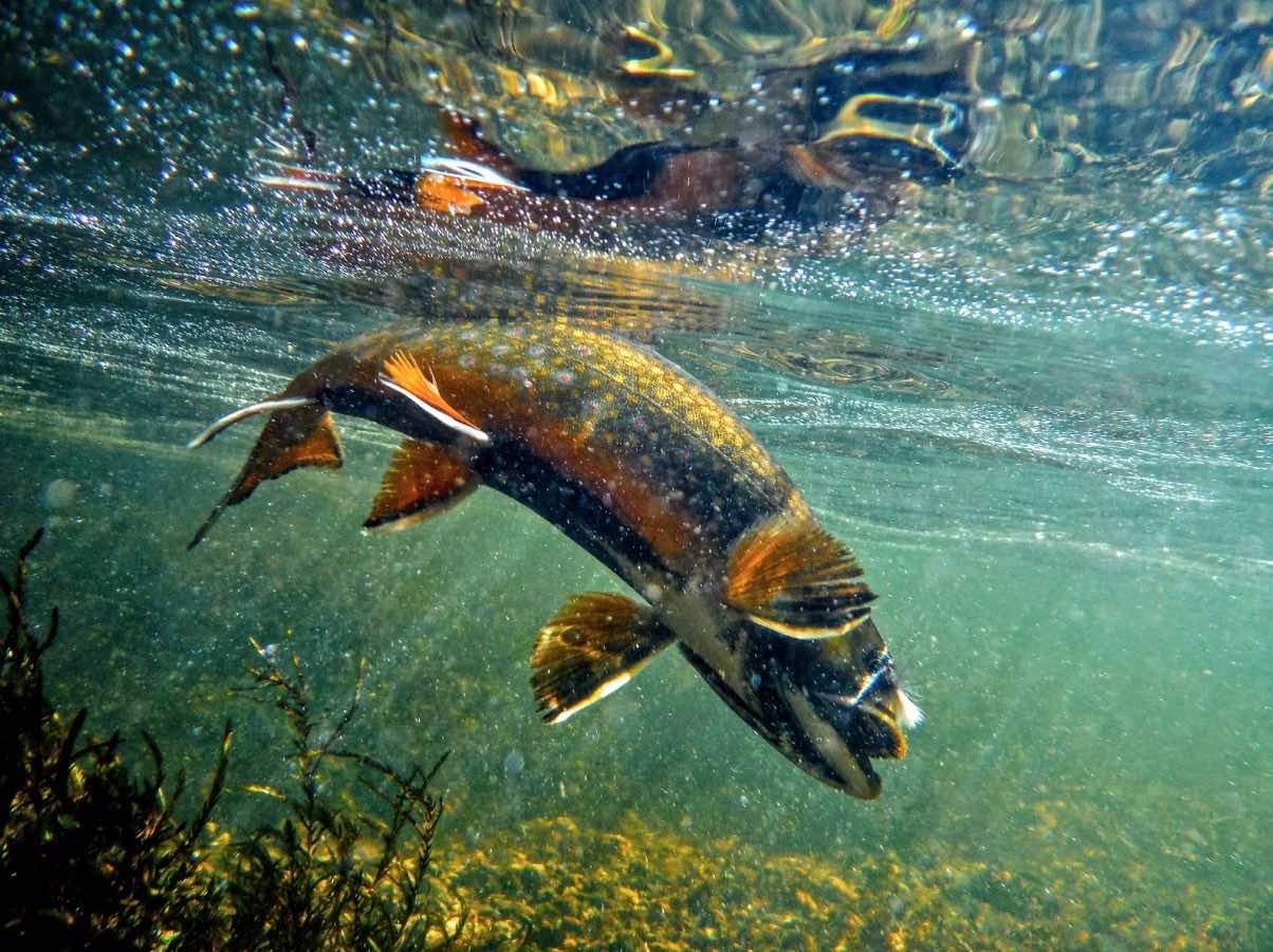 Stocking Over Wild Native Fish: It's Time to Reel it In — Native Fish  Coalition